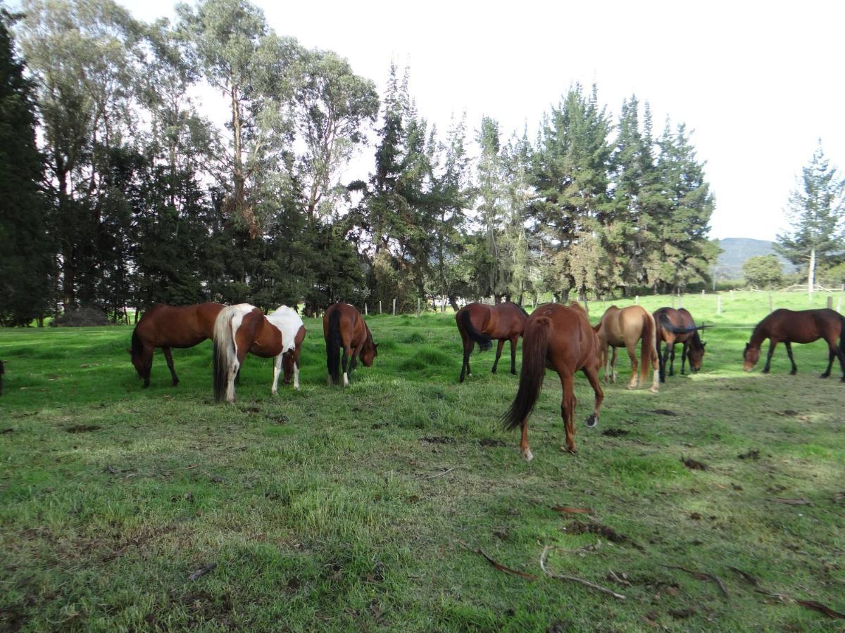 La Isabela Estancia Ecuestre Tabio Exterior foto